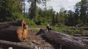 Reliable Appomattox, VA Tree Removal Solutions