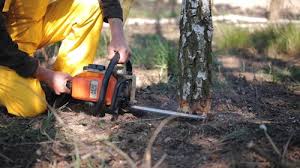 Best Tree Cabling and Bracing  in Appomattox, VA