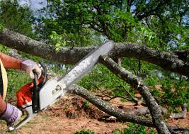 Seasonal Cleanup (Spring/Fall) in Appomattox, VA