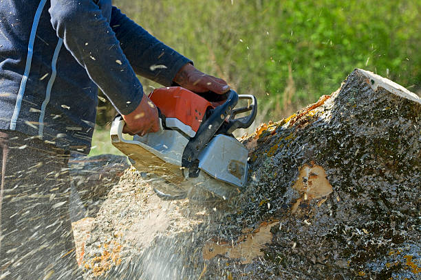 Best Aeration Services  in Appomattox, VA